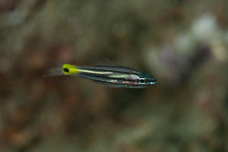 BD-161029-Alor-3797-Astorhinchus-compressus-(Smith---Radcliffe.-1911)-[Ochre-striped-cardinalfish].jpg